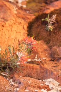 Flowers found along Angel's Landing trail in Zion National Park.
